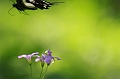 Resize of _MG_2695